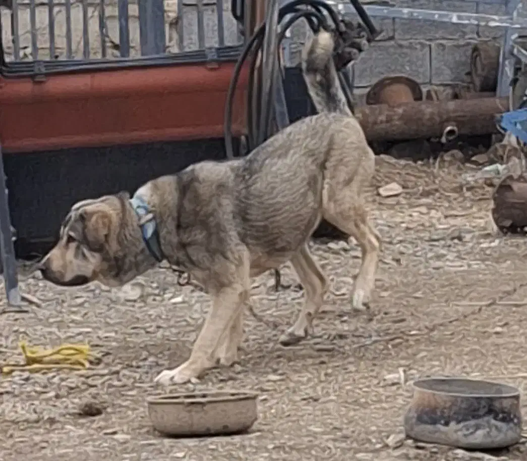 سگ پژدر|سگ|همدان, |دیوار