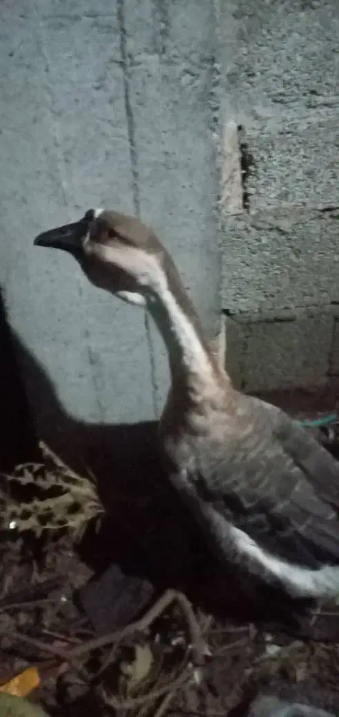 فروش غازوقوغاز|حیوانات مزرعه|خرمآباد (تنکابن), |دیوار