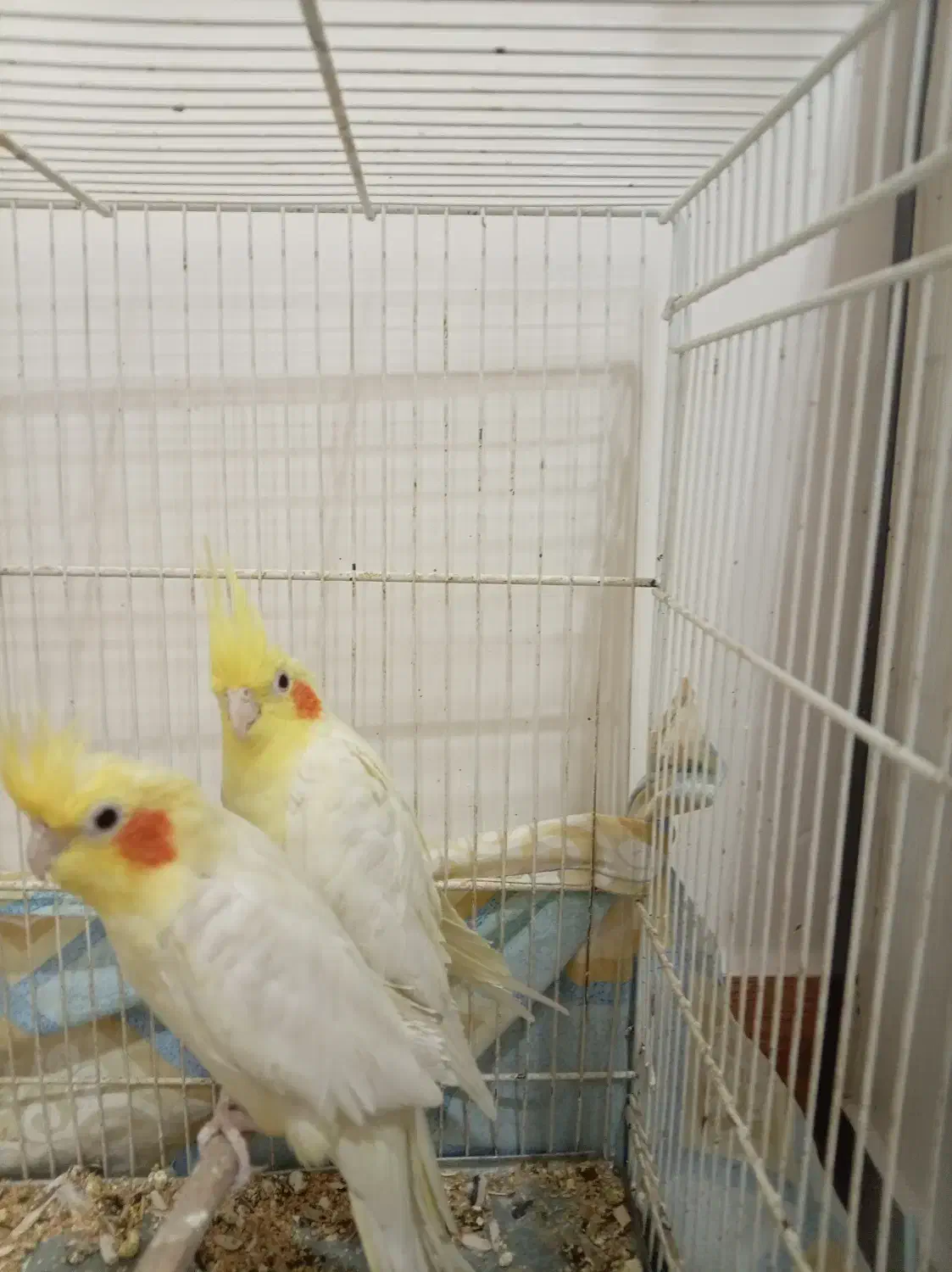 عروس هلندی|پرنده|فردوس (خراسان), |دیوار