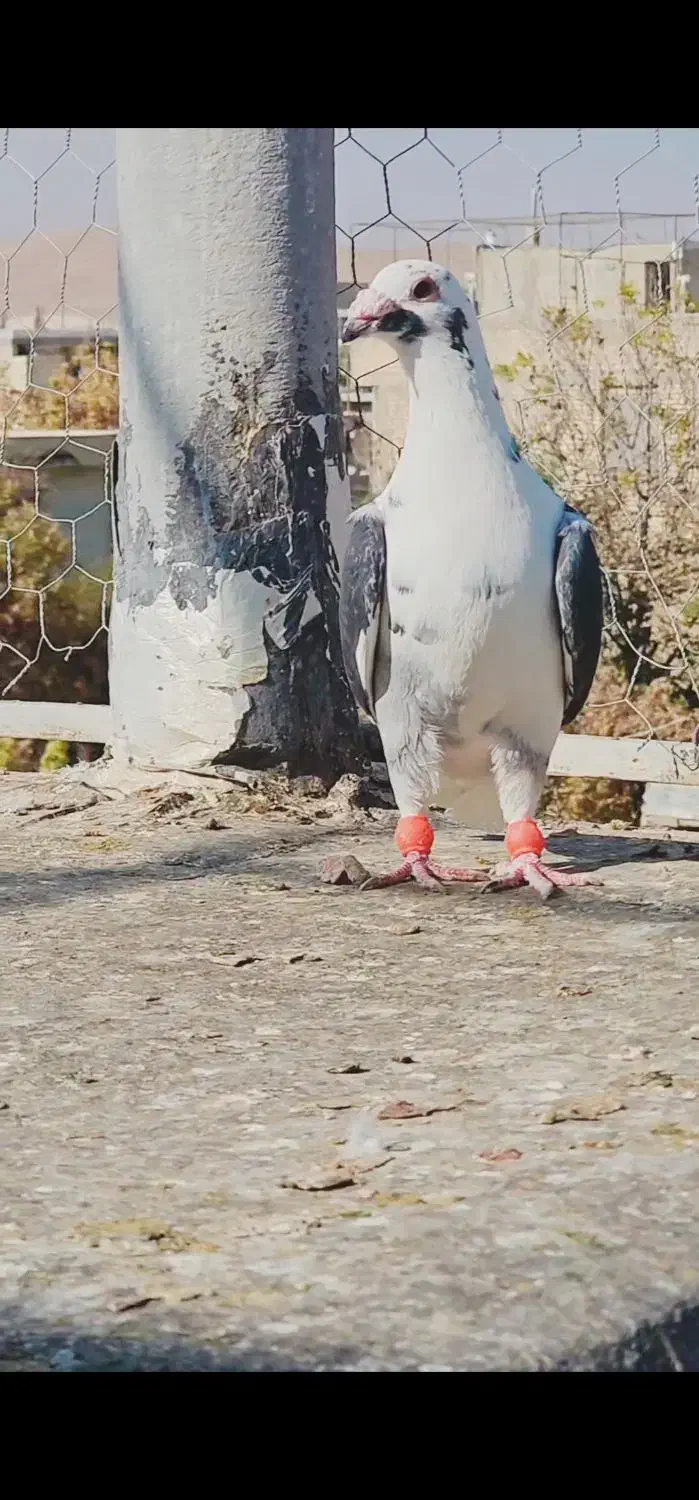 پشتی پلاکی|پرنده|شیراز, کرونی(خاتونک)|دیوار