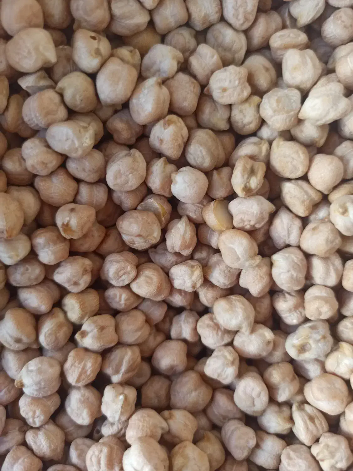 کالا برگ|خوردنی و آشامیدنی|مرودشت, ژیان|دیوار