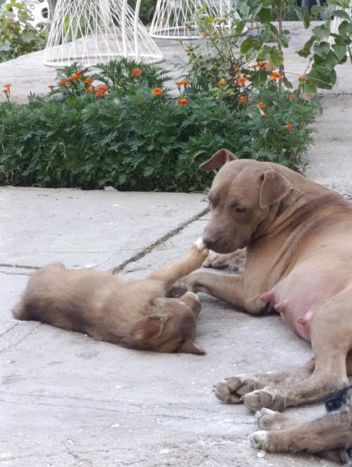 سگ گمشده (مژدگانی به یابنده )|حیوانات|میاندوآب, |دیوار