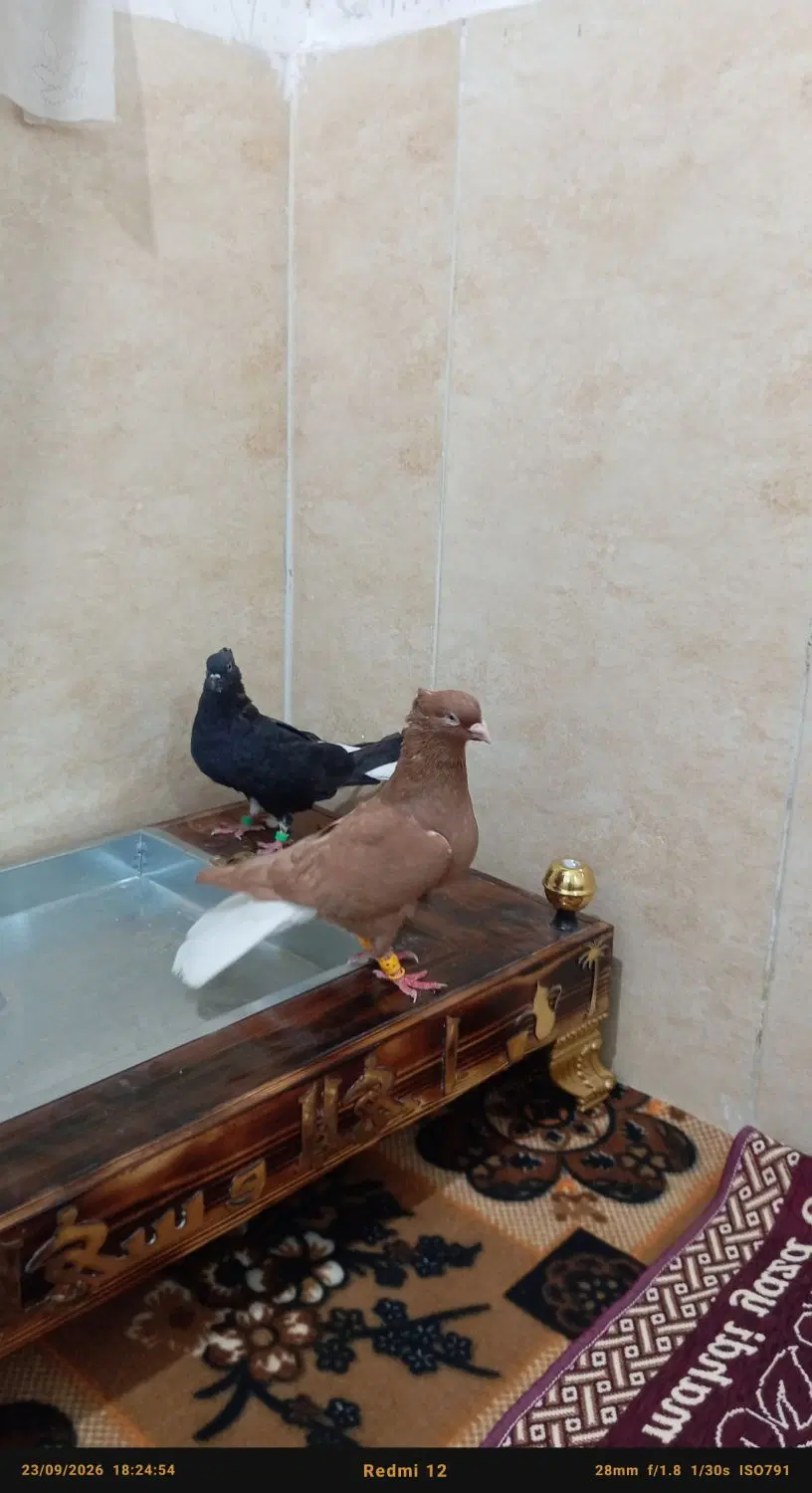 کفتر|پرنده|کارون, |دیوار