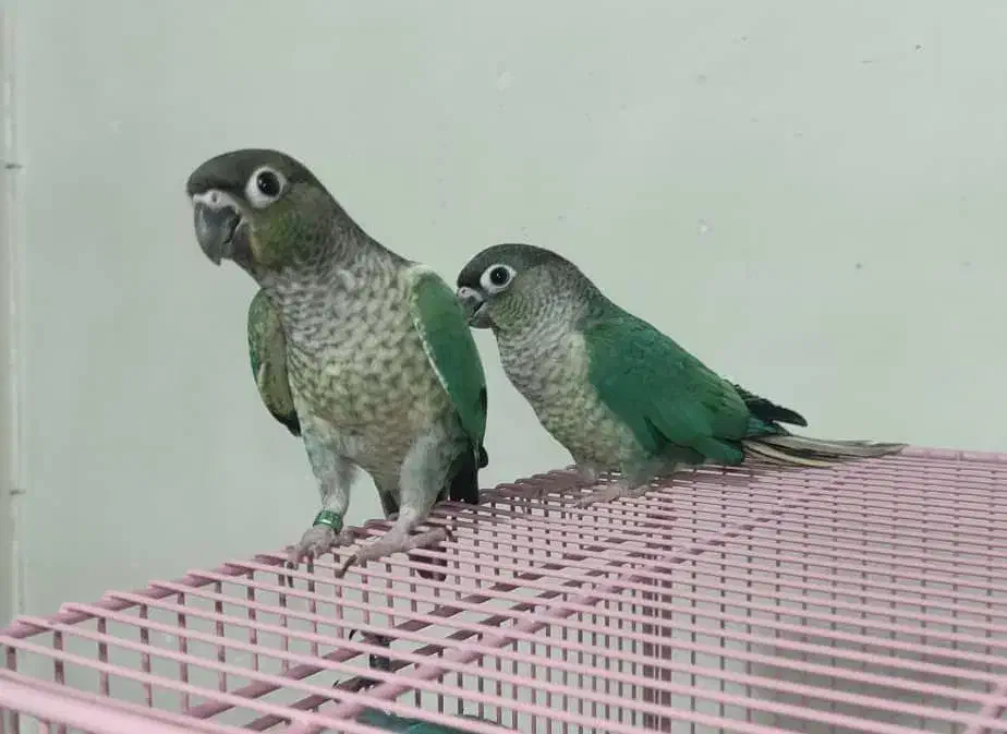 فروشی|حراج|رفسنجان, |دیوار