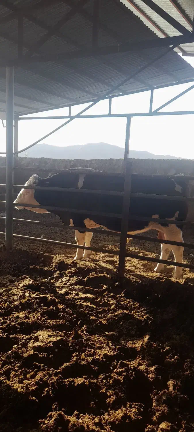 گوساله نر برای کشتار ی۸۰۰ کیلویی هرکی میخاد|حیوانات مزرعه|تفرش, |دیوار