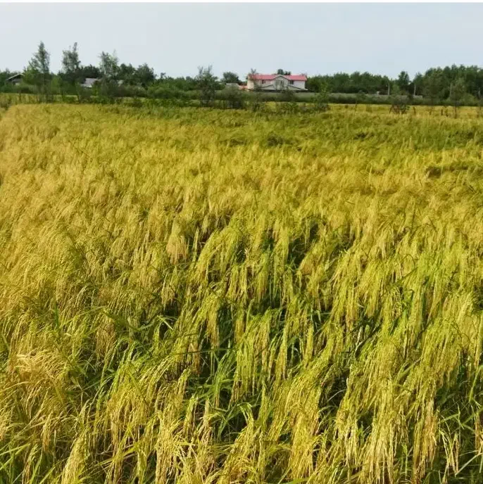برنج دم سیاه درجه یک|خوردنی و آشامیدنی|رشت, استادسرا|دیوار