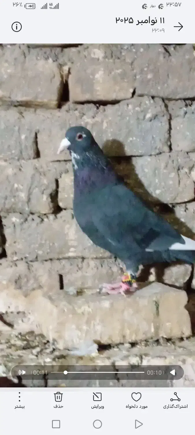 مینا سیاه کرمونی کفتر زدو خوردی|پرنده|سلیمان, |دیوار