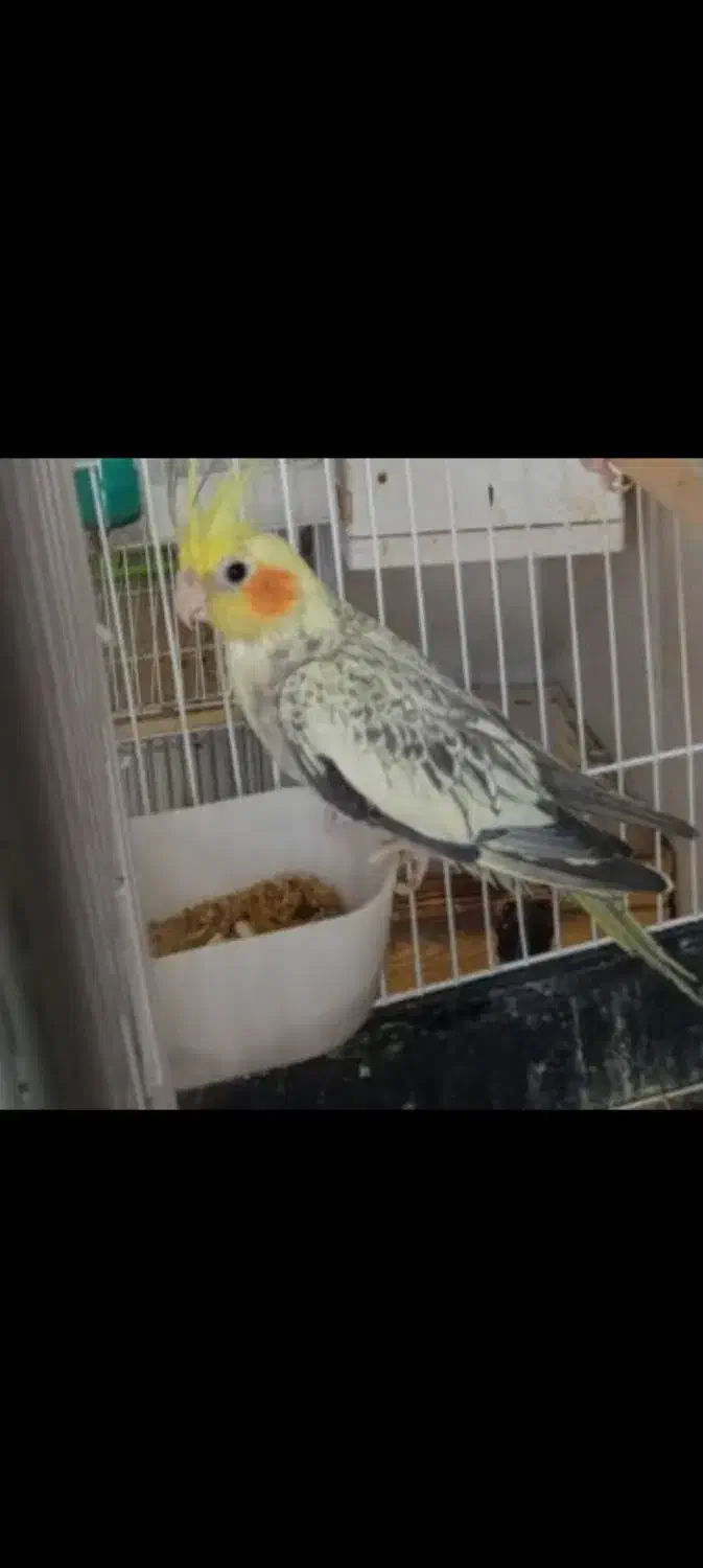 عروس هلندی ماده  مرواریدی|پرنده|میناب, |دیوار