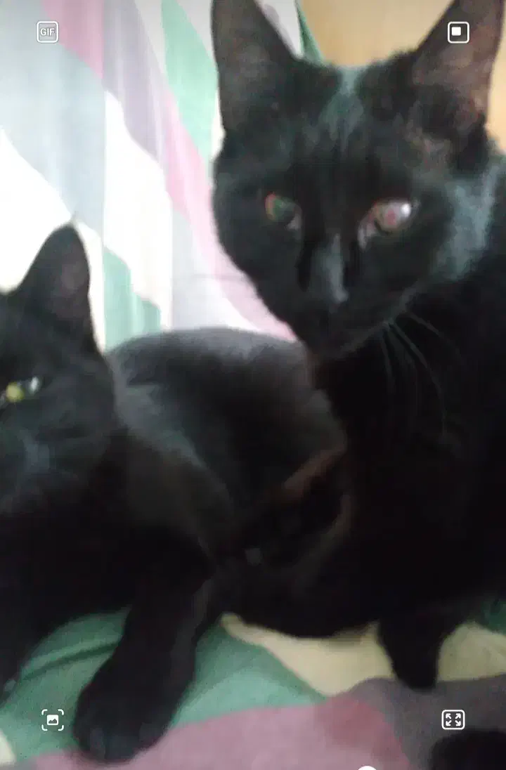 سرپرستی گربه|حیوانات|تبریز, |دیوار