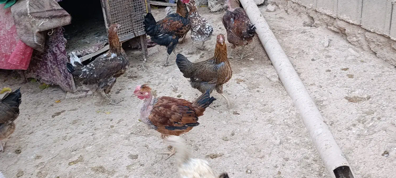 مرغ محلی|حیوانات مزرعه|پاتاوه, |دیوار