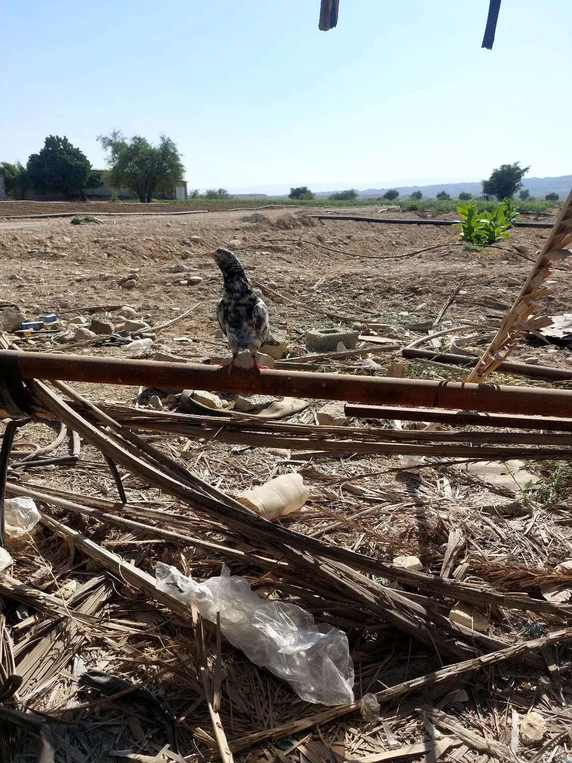 کبوتر پاکستانی ساعت بالا|پرنده|رویدر, |دیوار