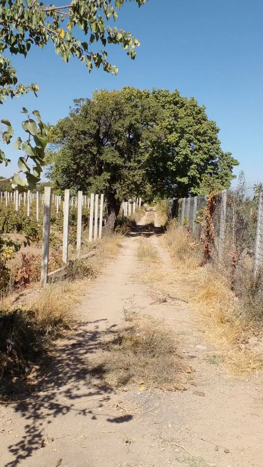 فرروش یک قطعه باغ سنددار|فروش زمین و ملک کلنگی|محمدشهر, همایون ویلا|دیوار