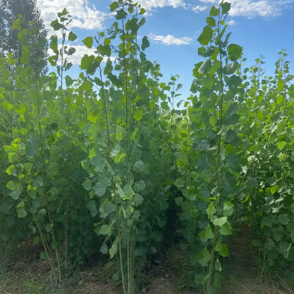 نهال صنوبر درجه یک، پایه اصلی صنعت چوب ایران|خدمات باغبانی و درختکاری|اردبیل, |دیوار