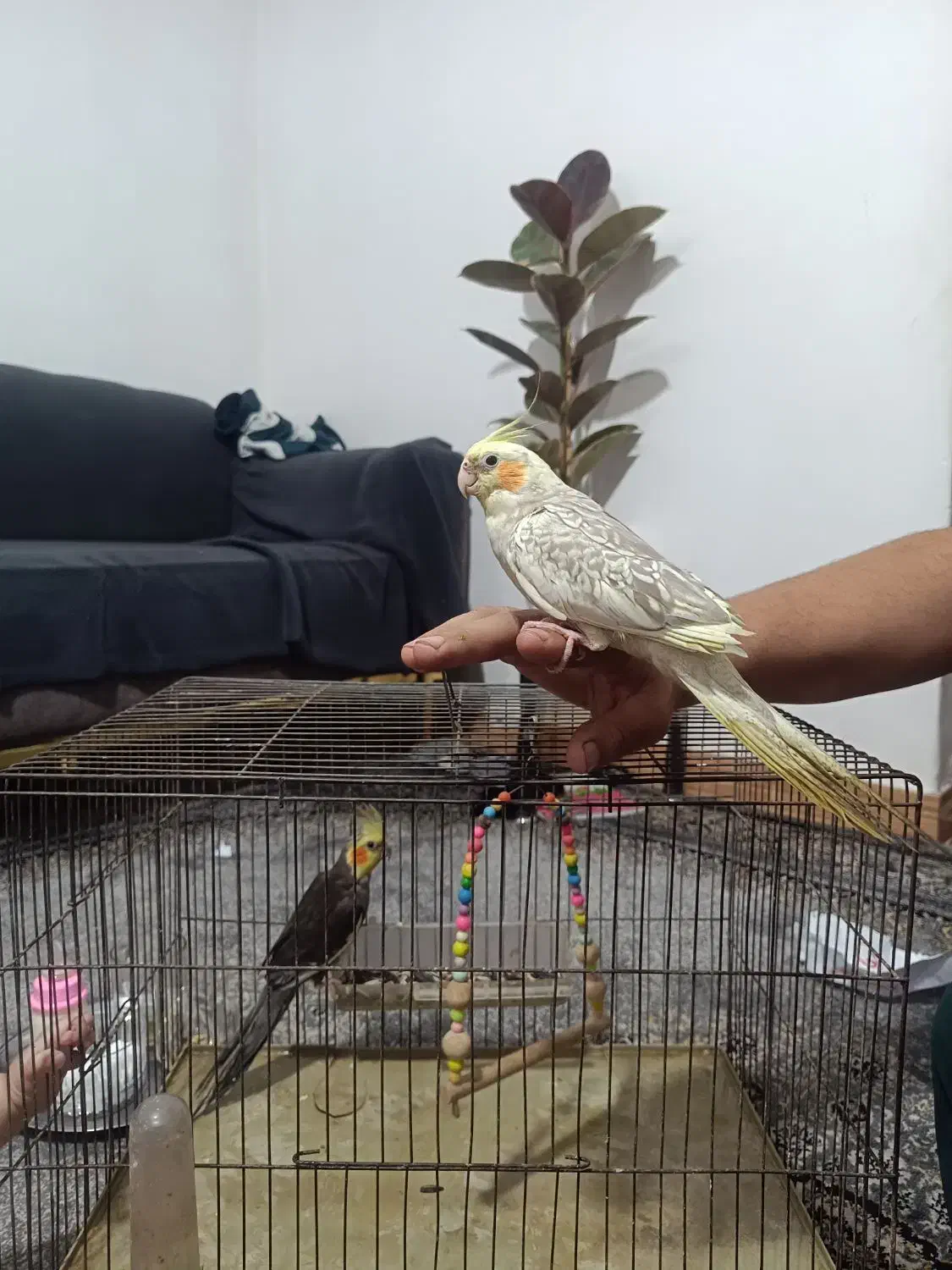 عروس هلندی|پرنده|رشت, جماران|دیوار