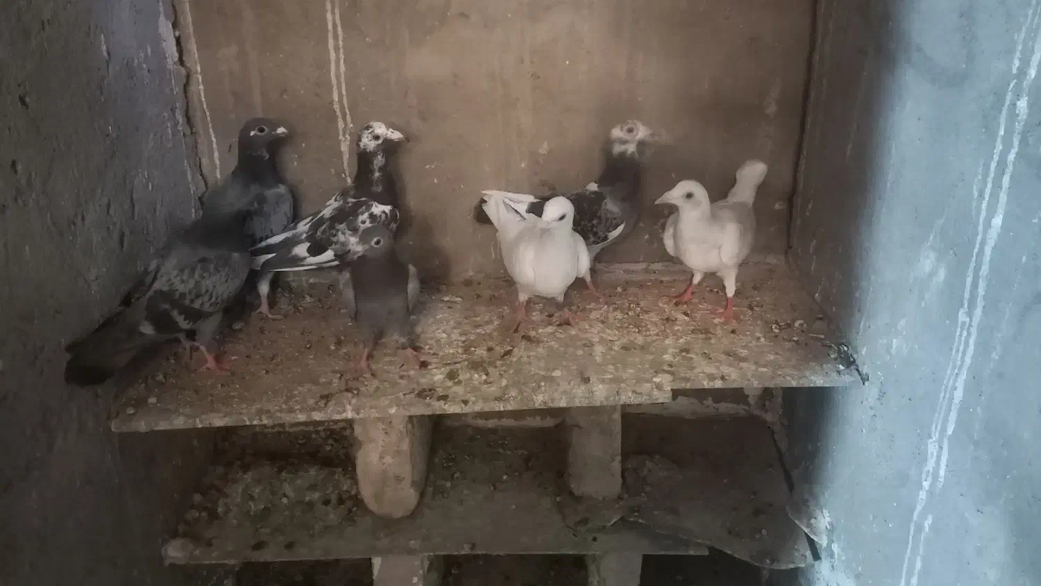 کبوتر پلاکی بوم ندیده|پرنده|زرندیه, |دیوار