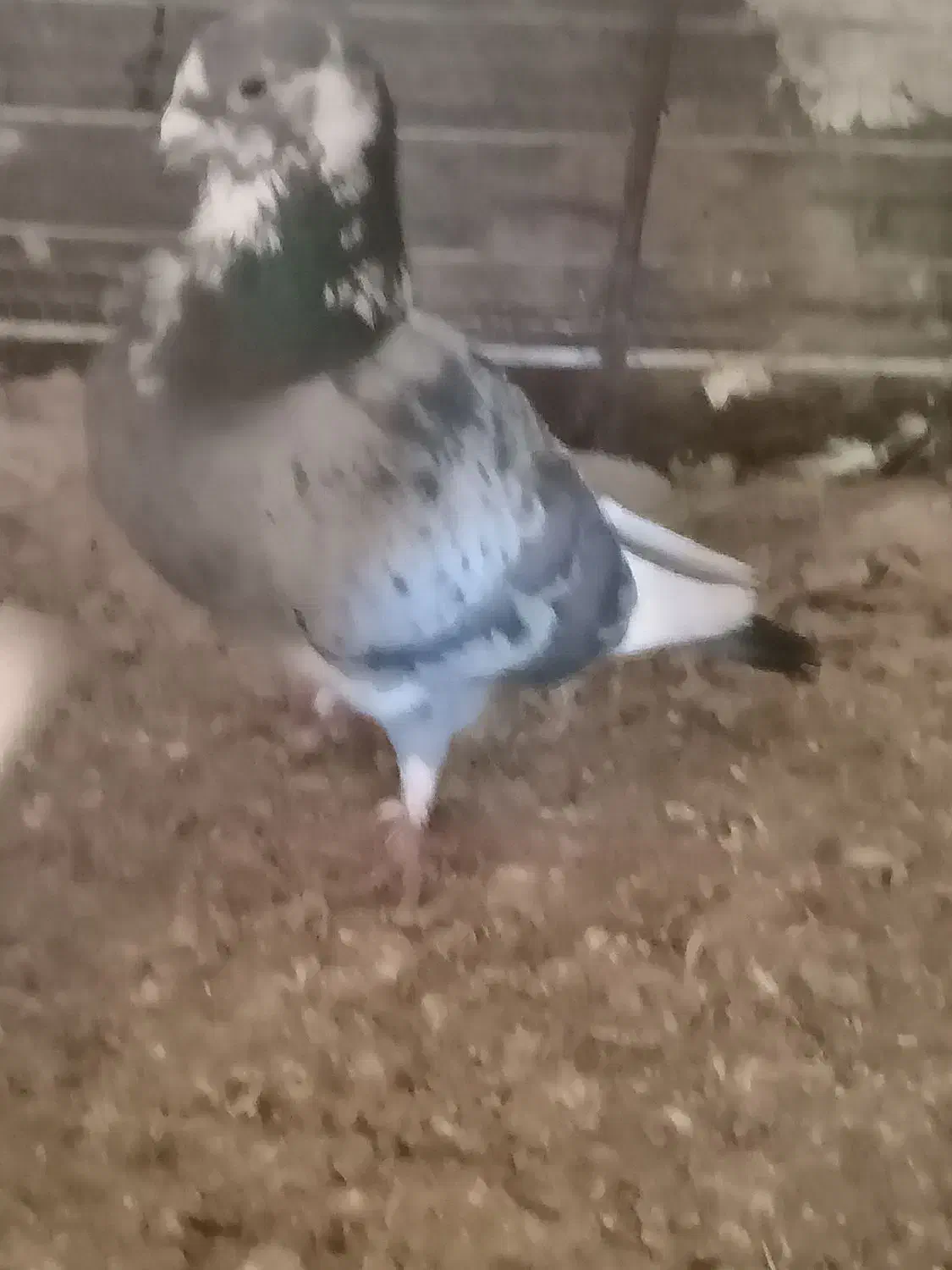 کفتر طوقی|پرنده|سده (خراسان جنوبی), |دیوار