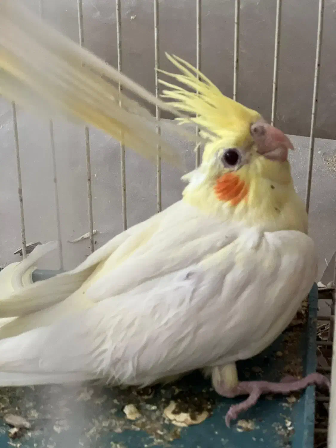 عروس هلندی|پرنده|لامرد, |دیوار