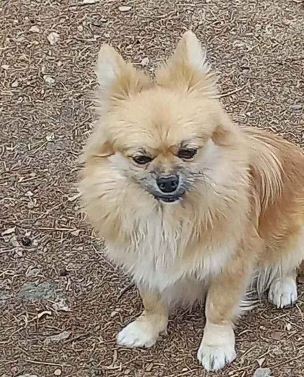 سگ پامرانین|سگ|صحنه, |دیوار