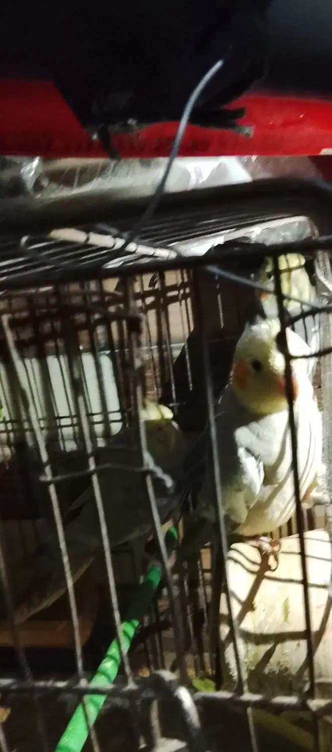 فروش عروس هلندی و مرغ عشق|پرنده|سرخنکلاته, |دیوار