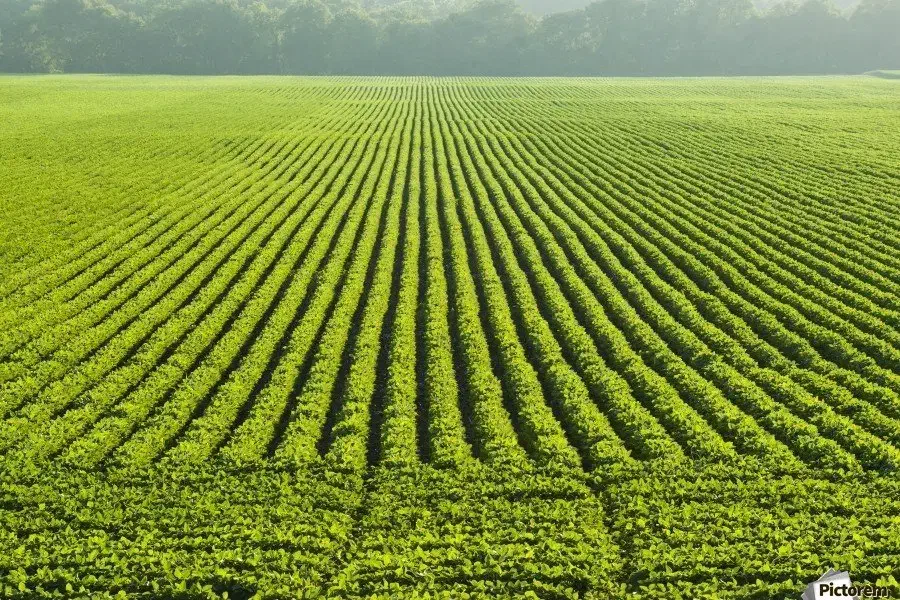 اجاره زمین کشاورزی آبی|اجارهٔ دفتر صنعتی، کشاورزی، تجاری|قشلاق دشت, |دیوار