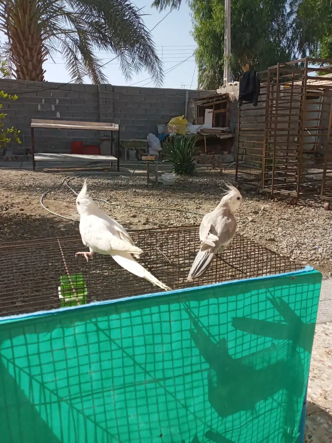 عروس هلندی وایت فیس و البینو|پرنده|کهنوج, |دیوار