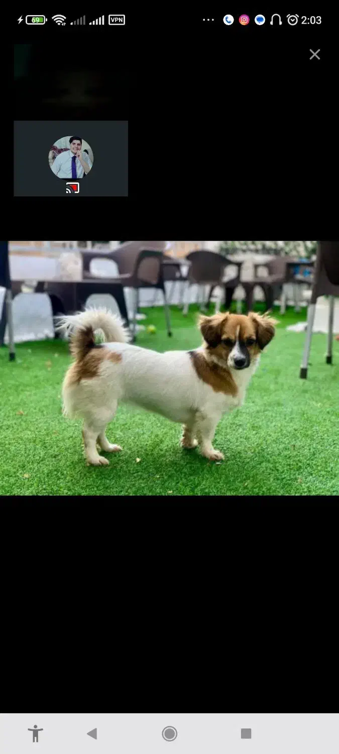 قبول کردن سگ واگذاری شما|سگ|خرمآباد, |دیوار