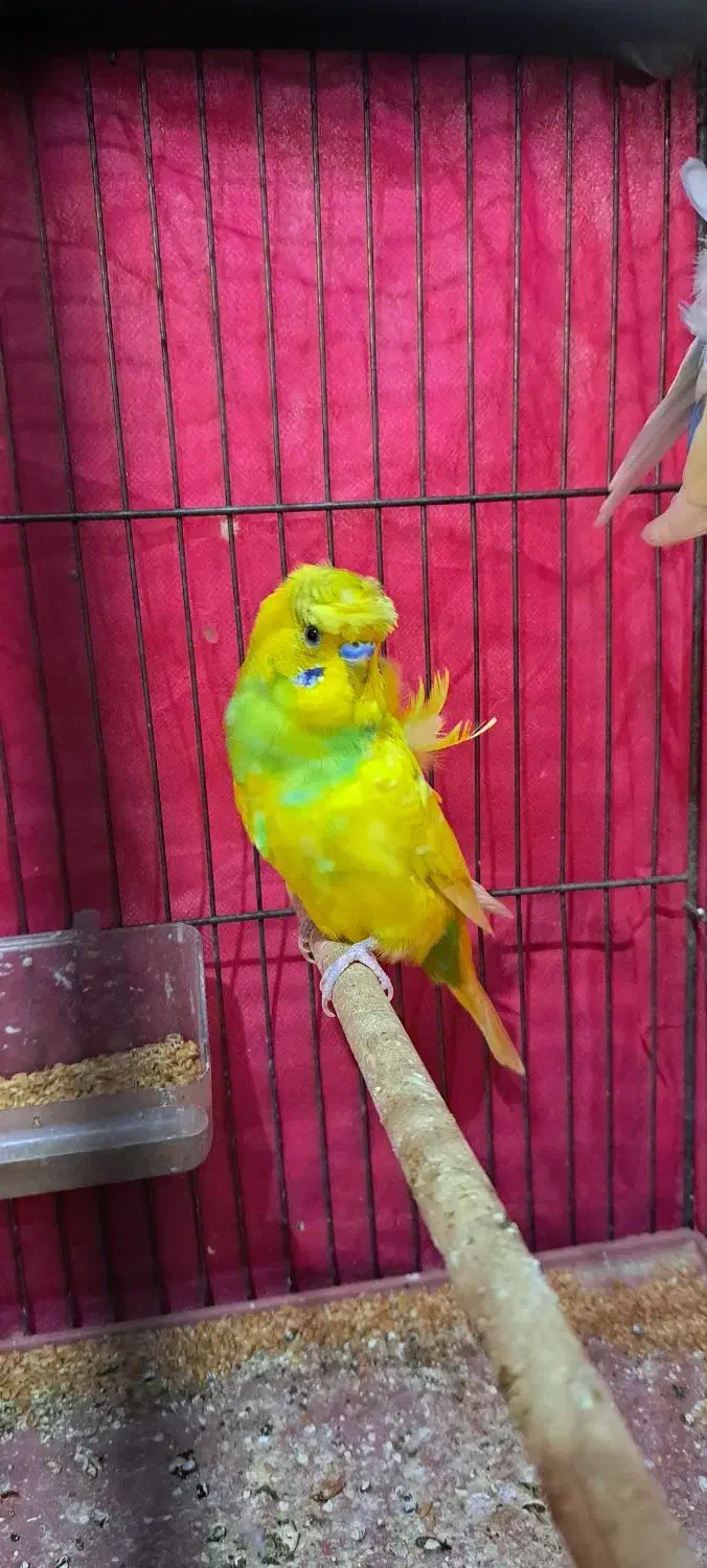 پروانه ای جفت فول فروش فوری|پرنده|سیرجان, |دیوار