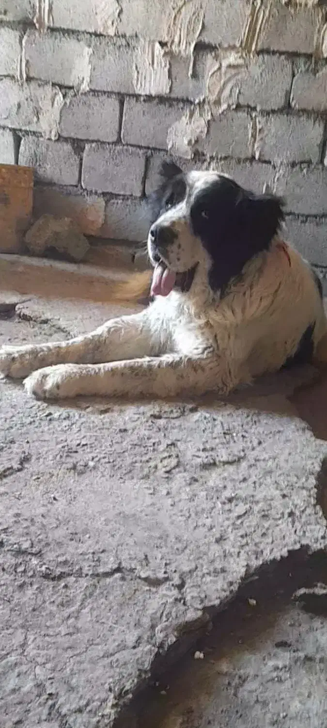 سگ گمشده|حیوانات|فریدونشهر, |دیوار