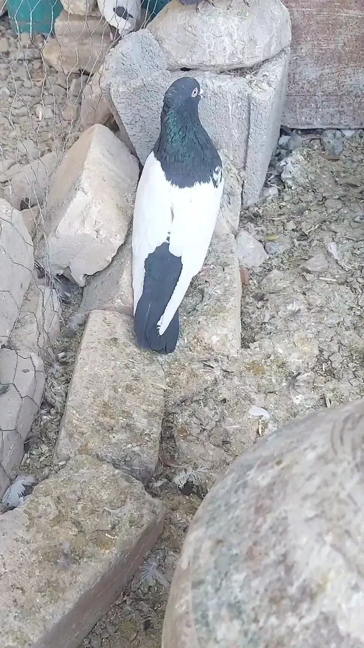 نرسینه سیاه|پرنده|سیدان, |دیوار