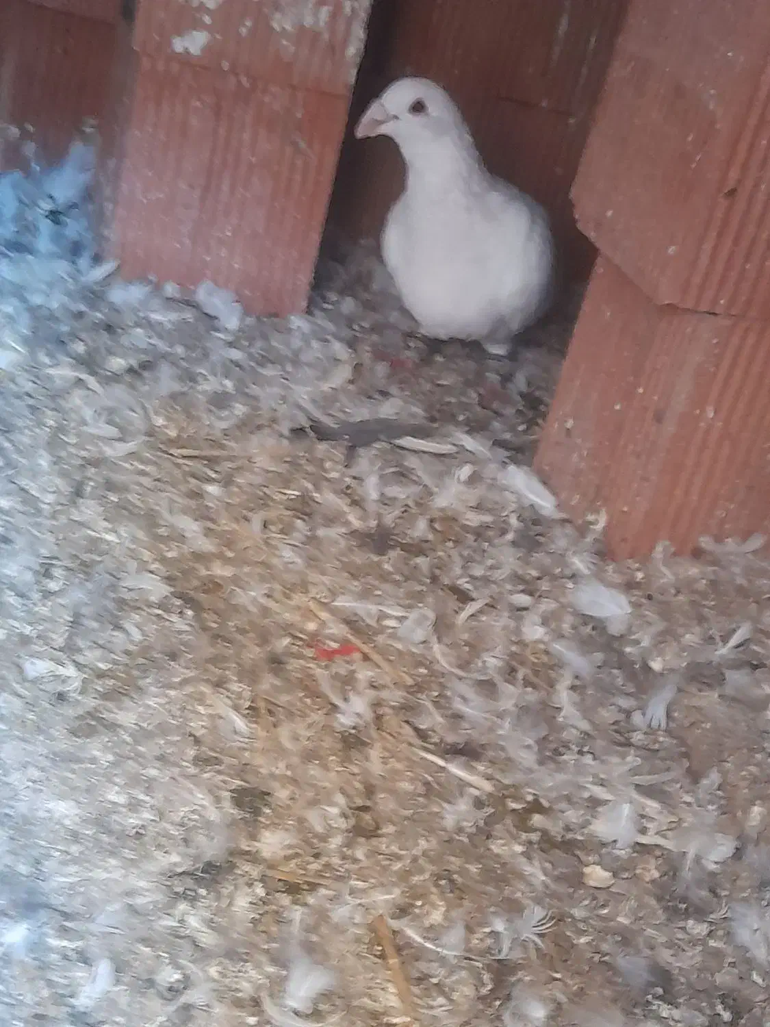 سفید عراقی نر درشت وهیکلی|پرنده|مینودشت, |دیوار