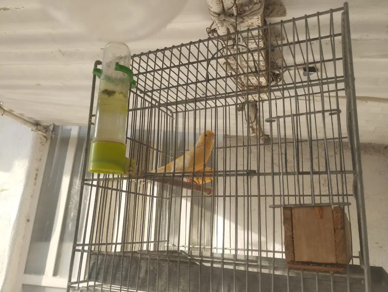 قناری نر|پرنده|کوه چنار, |دیوار