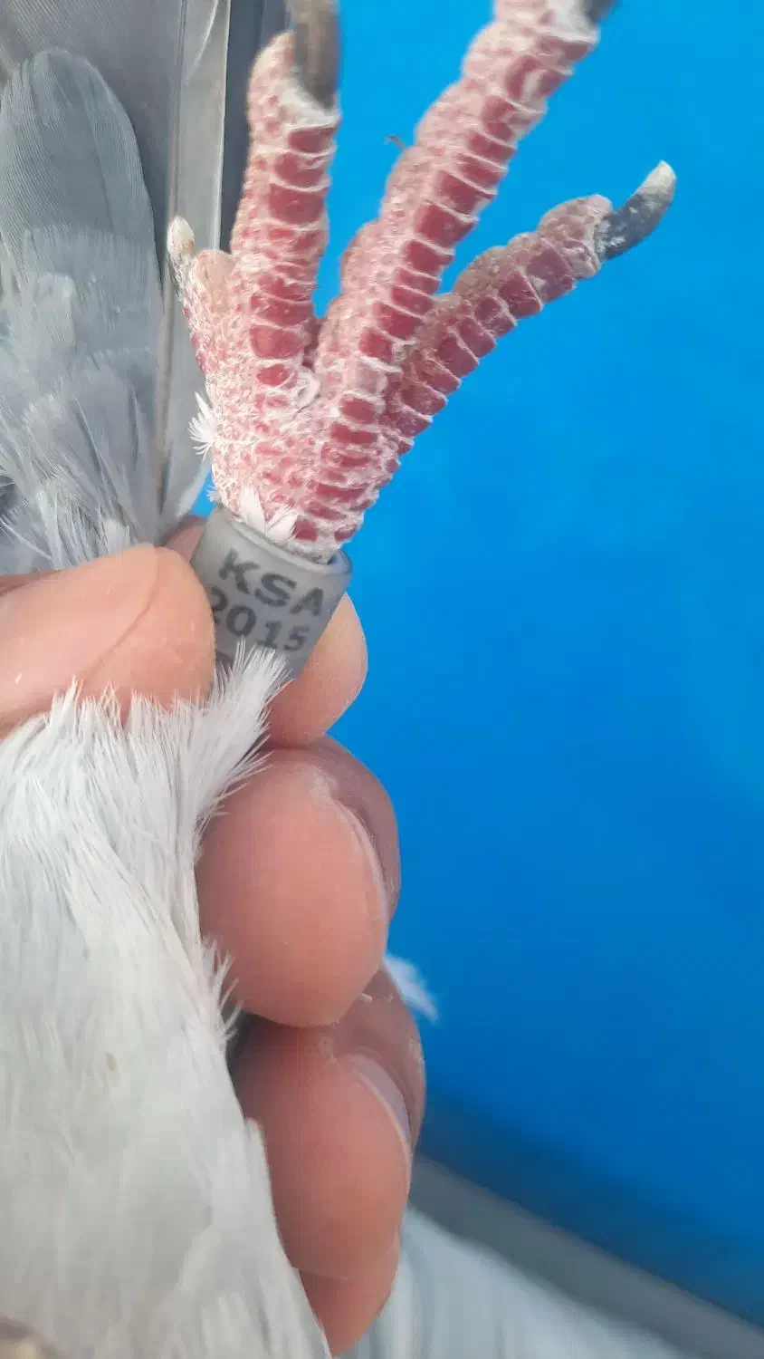 کبوتر پلاکی|پرنده|حمیدیه, |دیوار