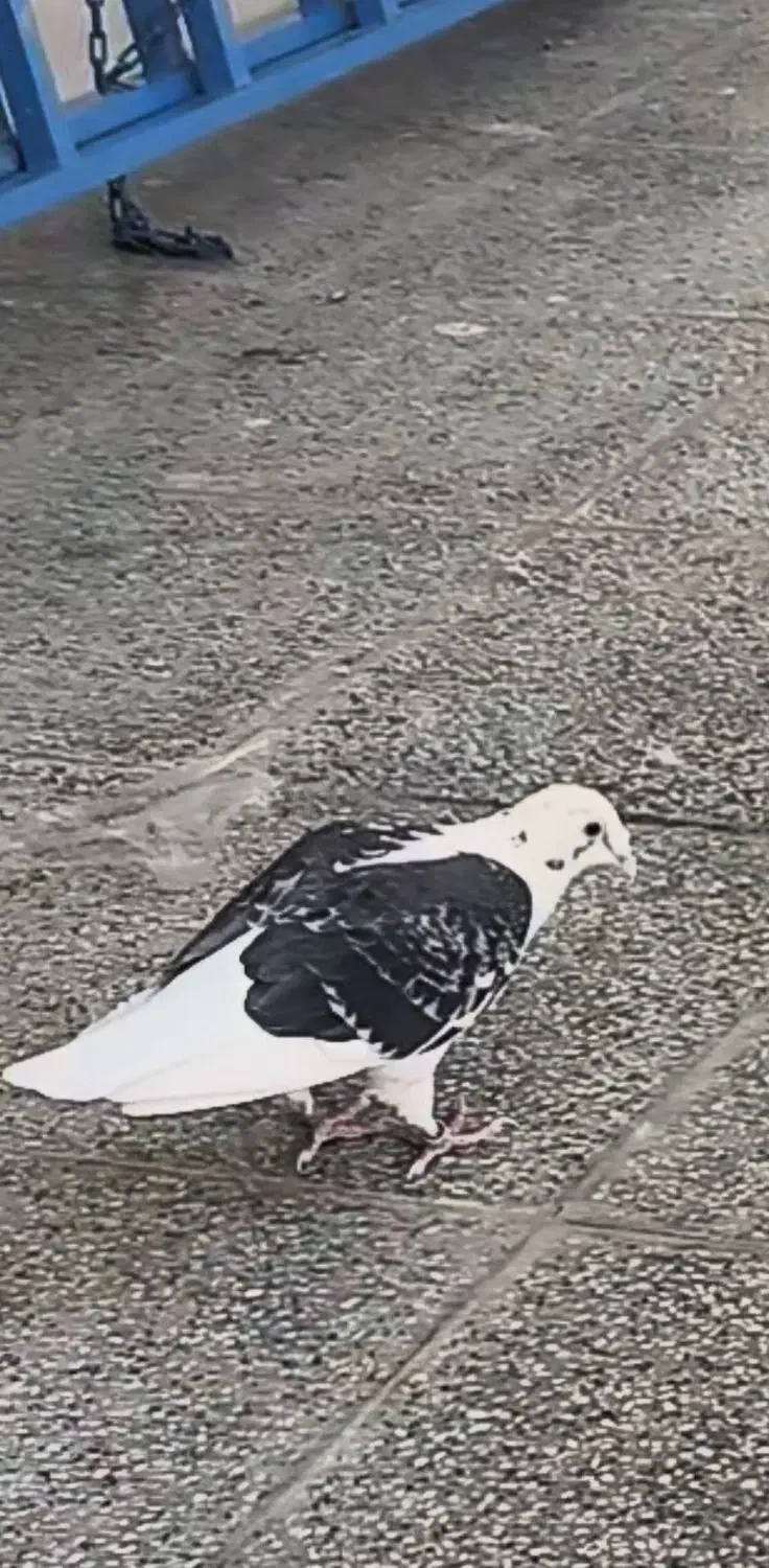 گمشده|پرنده|اردکان, |دیوار