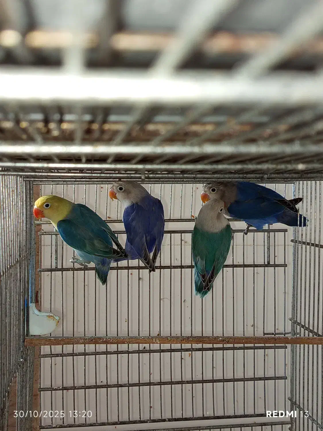 طوطی کوتوله برزیلی|پرنده|زاهدان, |دیوار