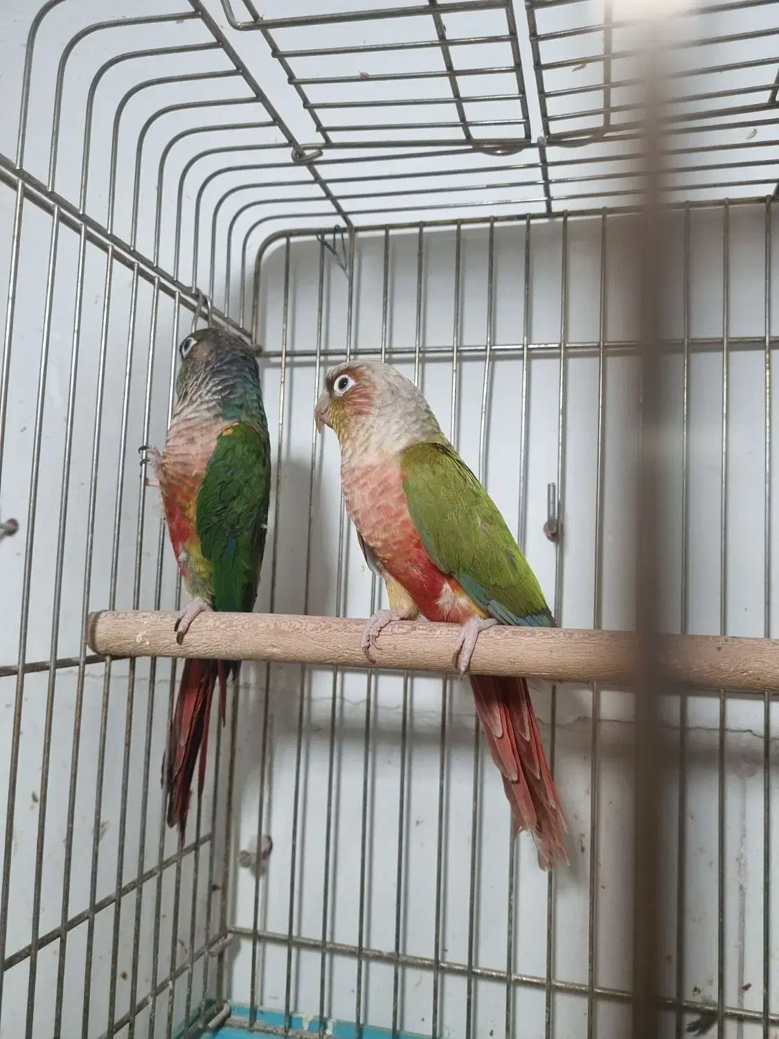 طوطی گرینچگ طوطی برزیلی|پرنده|قرچک, زیبا شهر|دیوار