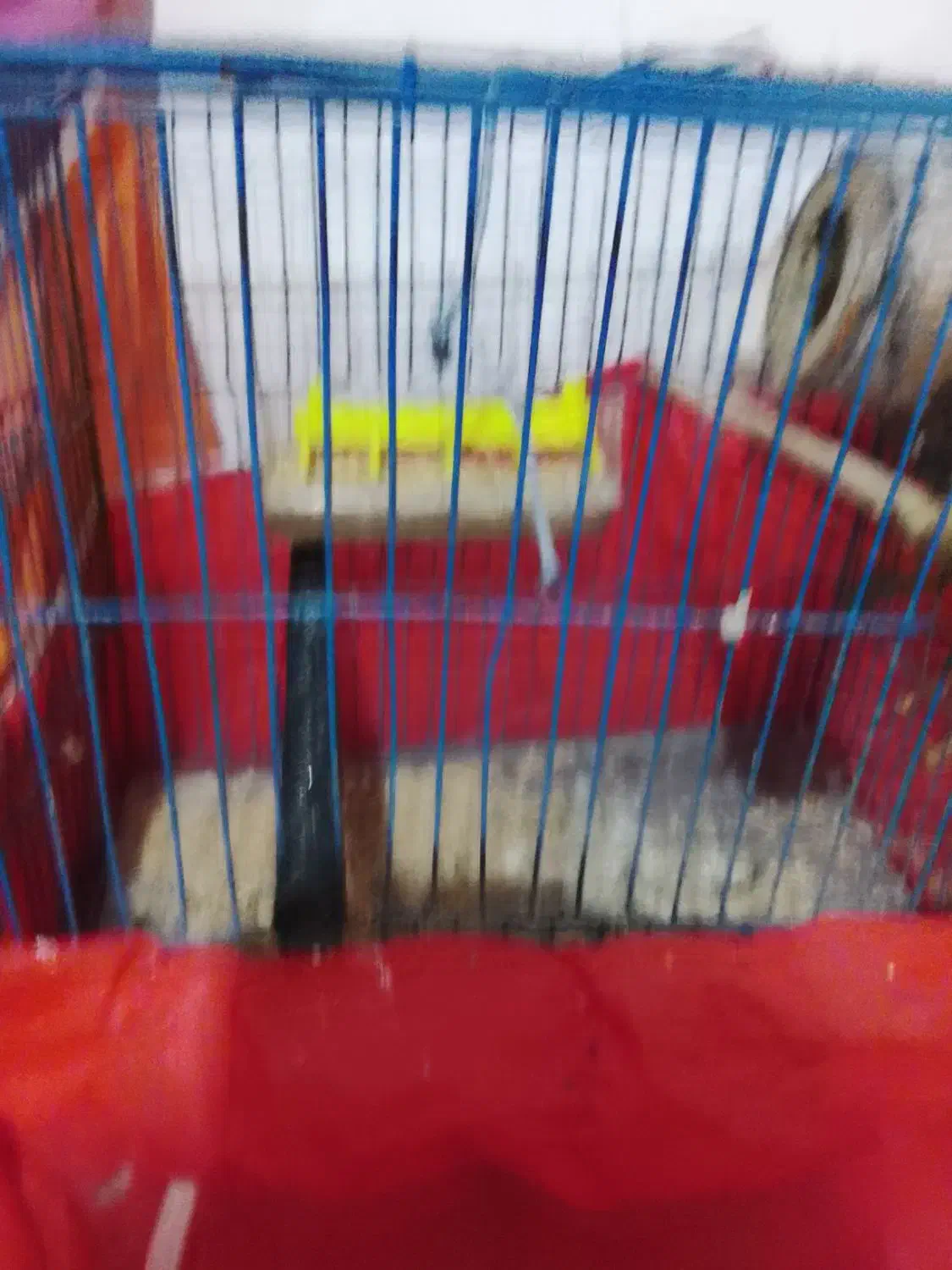 مرغ عشق با تخم|پرنده|گرگان, |دیوار