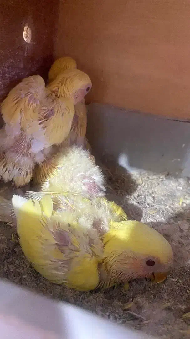 طوطی برزیلی سرلاکی|پرنده|بندر کنگان, |دیوار