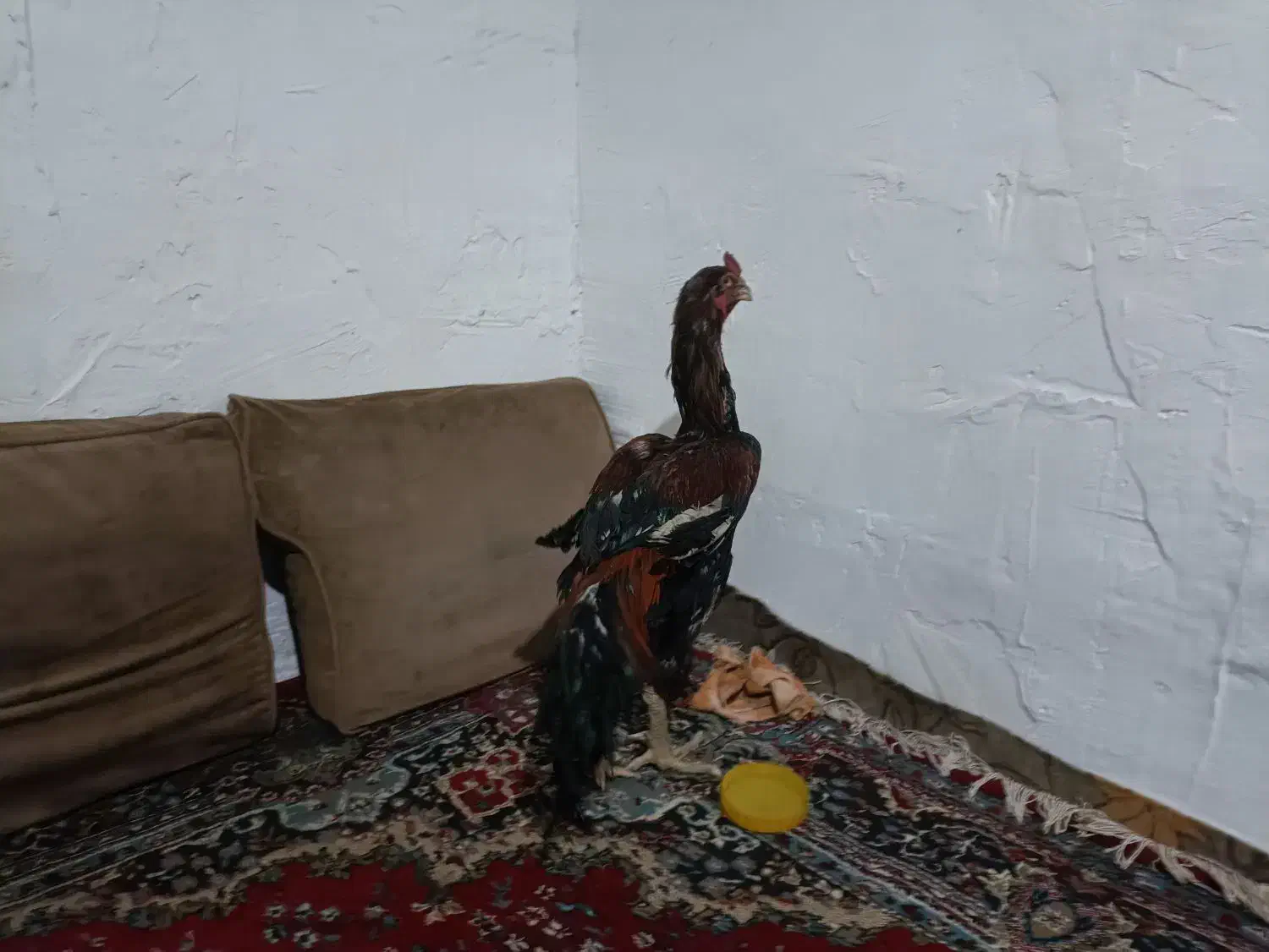 خروس لاری|پرنده|قمرود, |دیوار