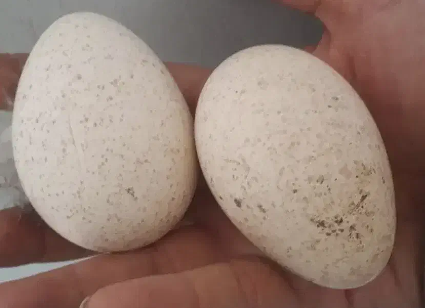 تخم بوقلمون نطفه دار تازه|حیوانات مزرعه|قزوین, |دیوار