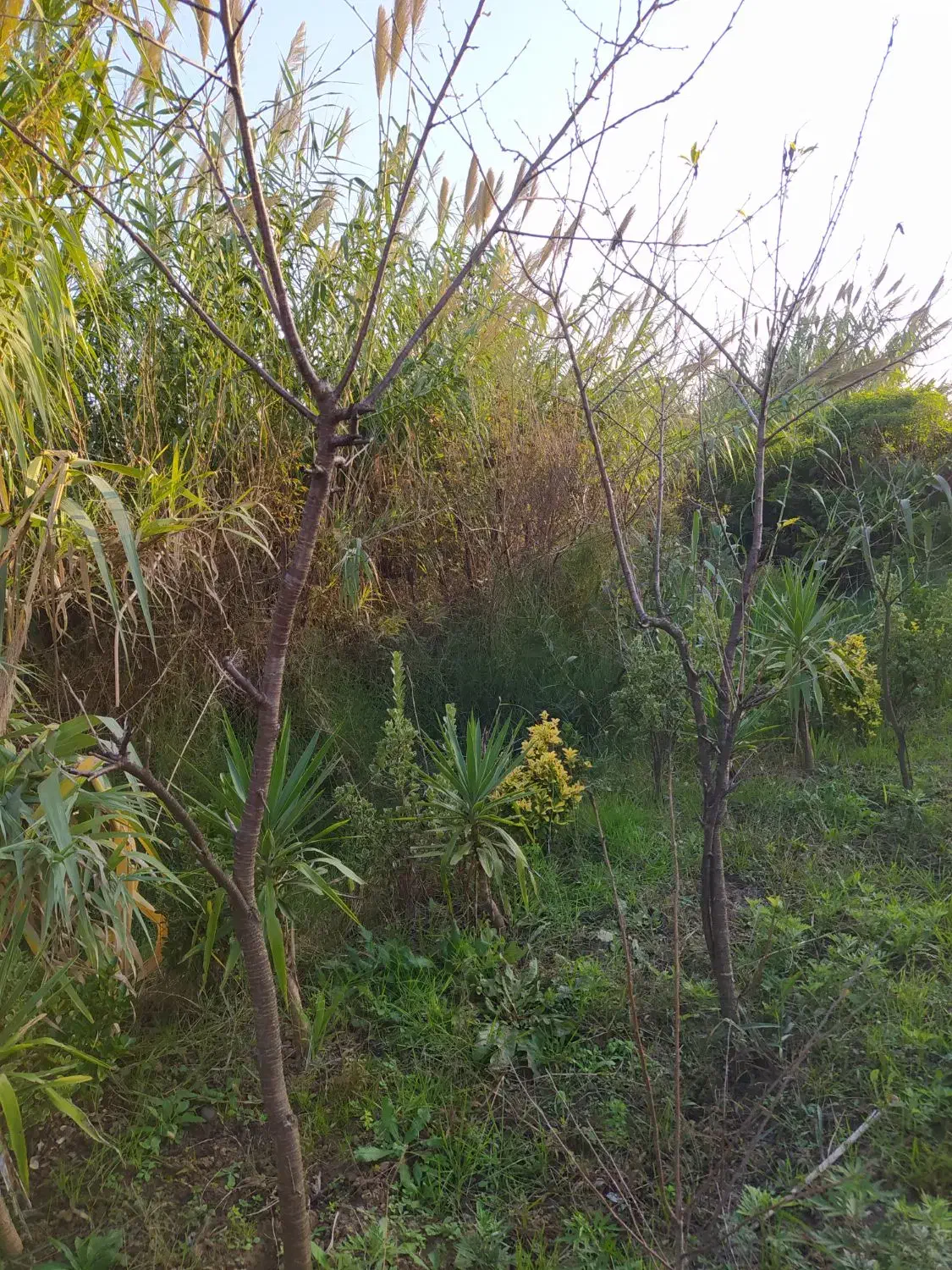 درخت میوه آلبالو کاج لاوسون  شمشاد طلایی  چمن|خدمات باغبانی و درختکاری|آستانه اشرفیه, |دیوار