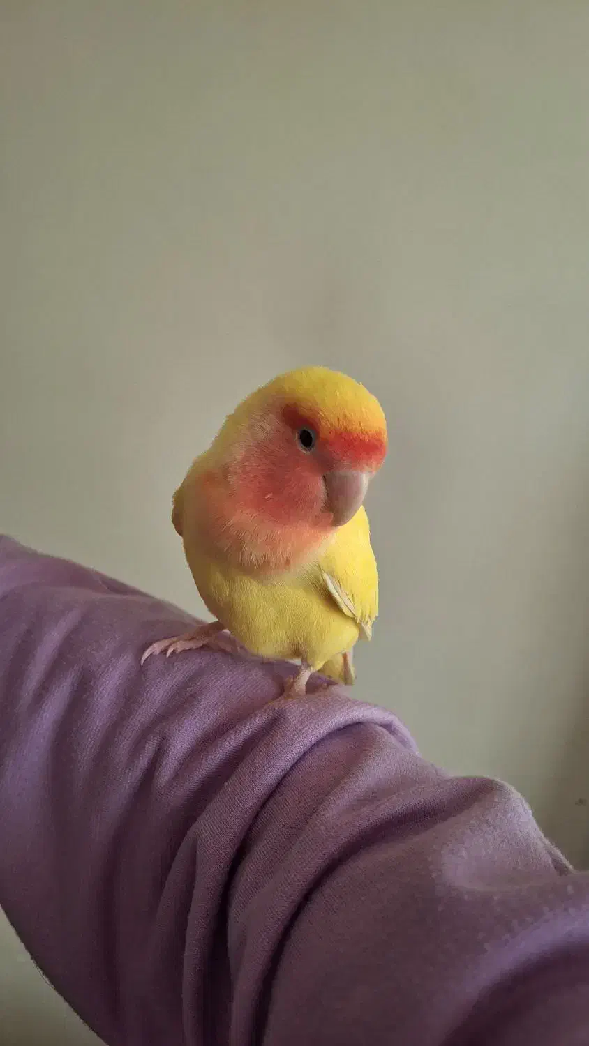 طوطی برزیلی ماده همراه قفس|پرنده|تهران, پرستار|دیوار