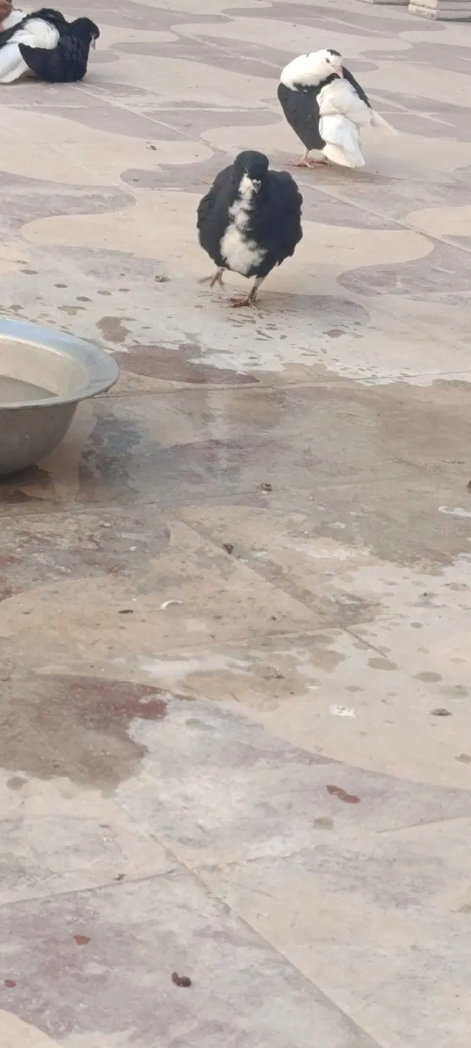 کفتر|پرنده|شیراز, شهرک گلها|دیوار