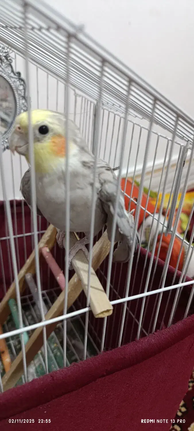 پرنده زینتی|پرنده|کوه چنار, |دیوار