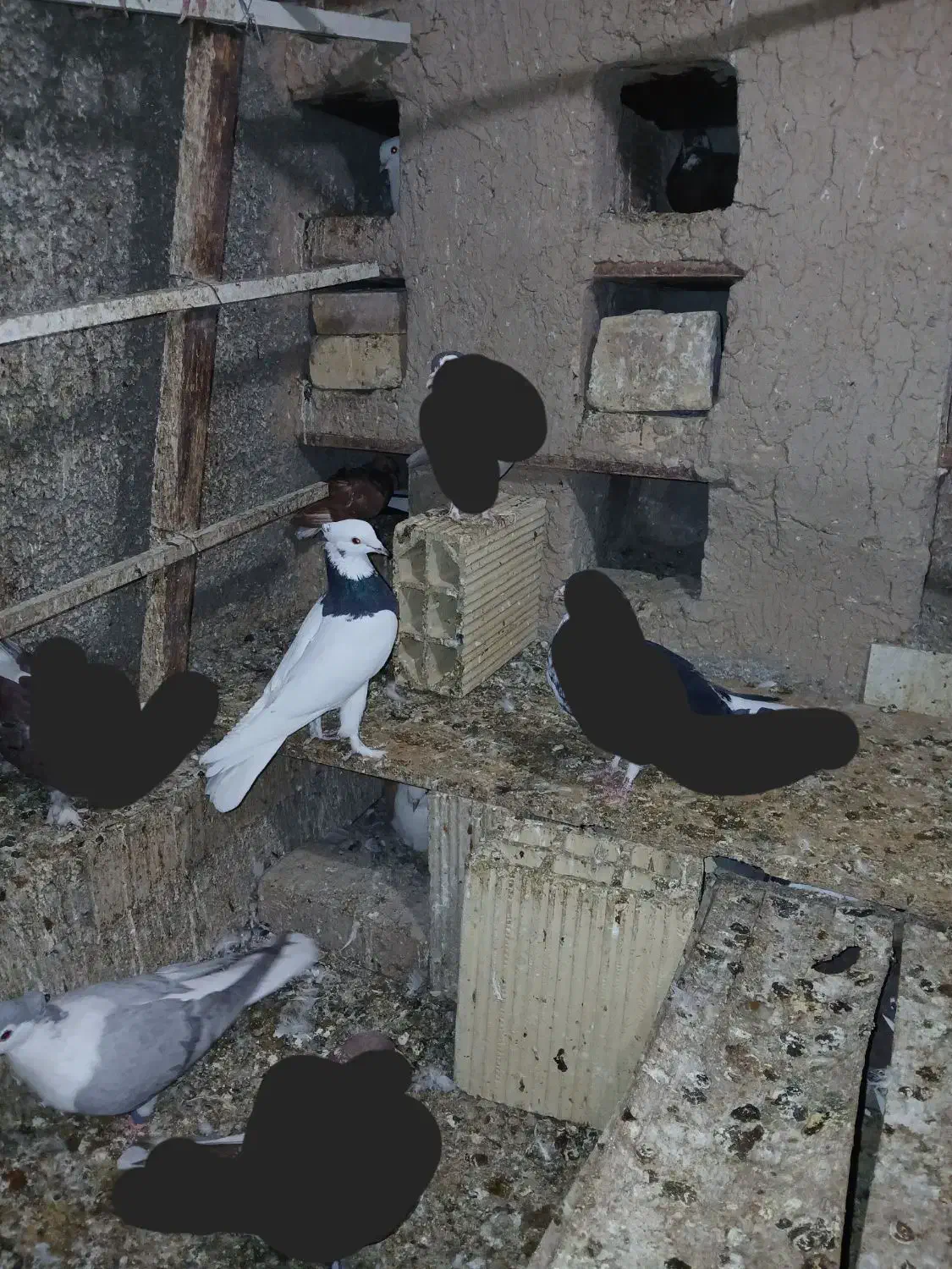 طوقی کلهای سرور دمسفید ساده|پرنده|سمنان, |دیوار