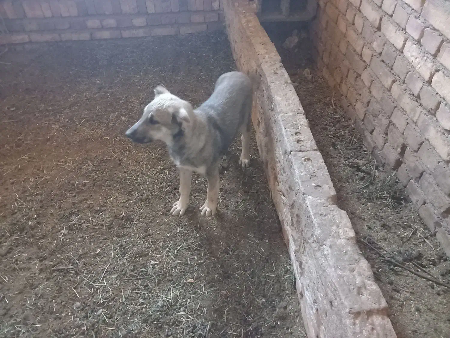 توله سگ سرابی|سگ|مرند, |دیوار