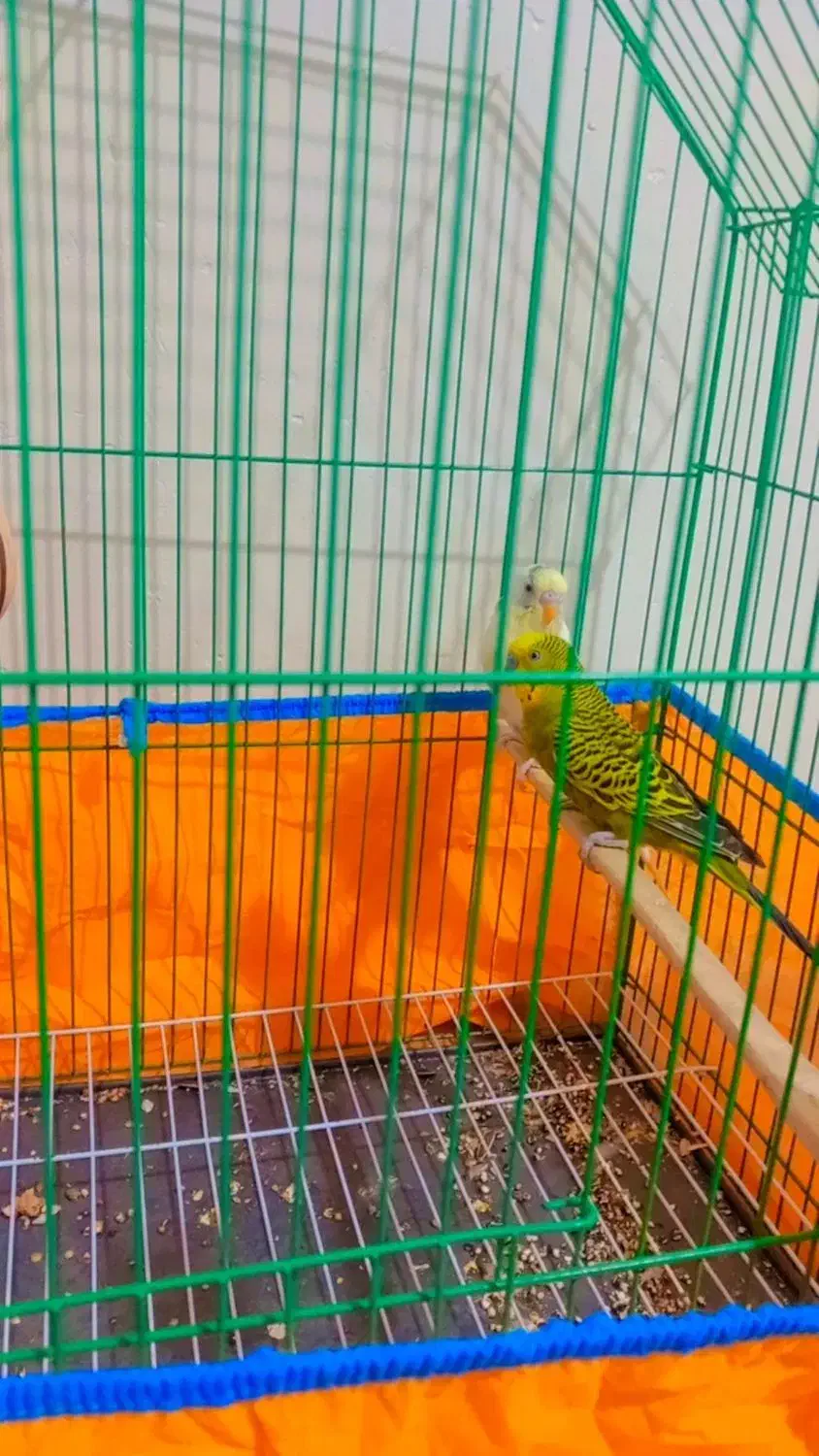 مرغ عشق جفت مولد با قفس|پرنده|ایرانشهر, |دیوار