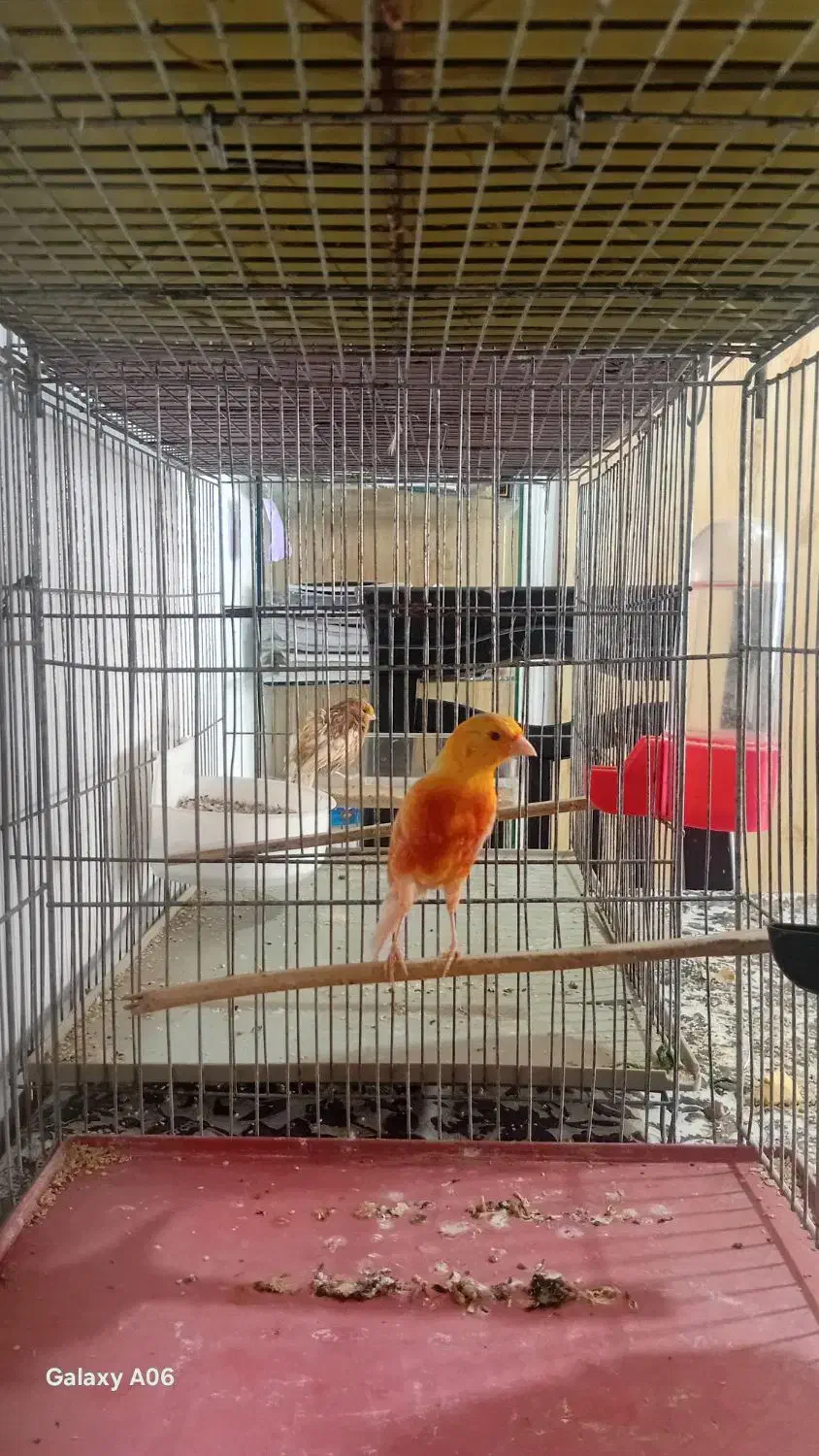 قناری موزاییکی فایو نژاد دار معاوضه با سهره|پرنده|کبودرآهنگ, |دیوار