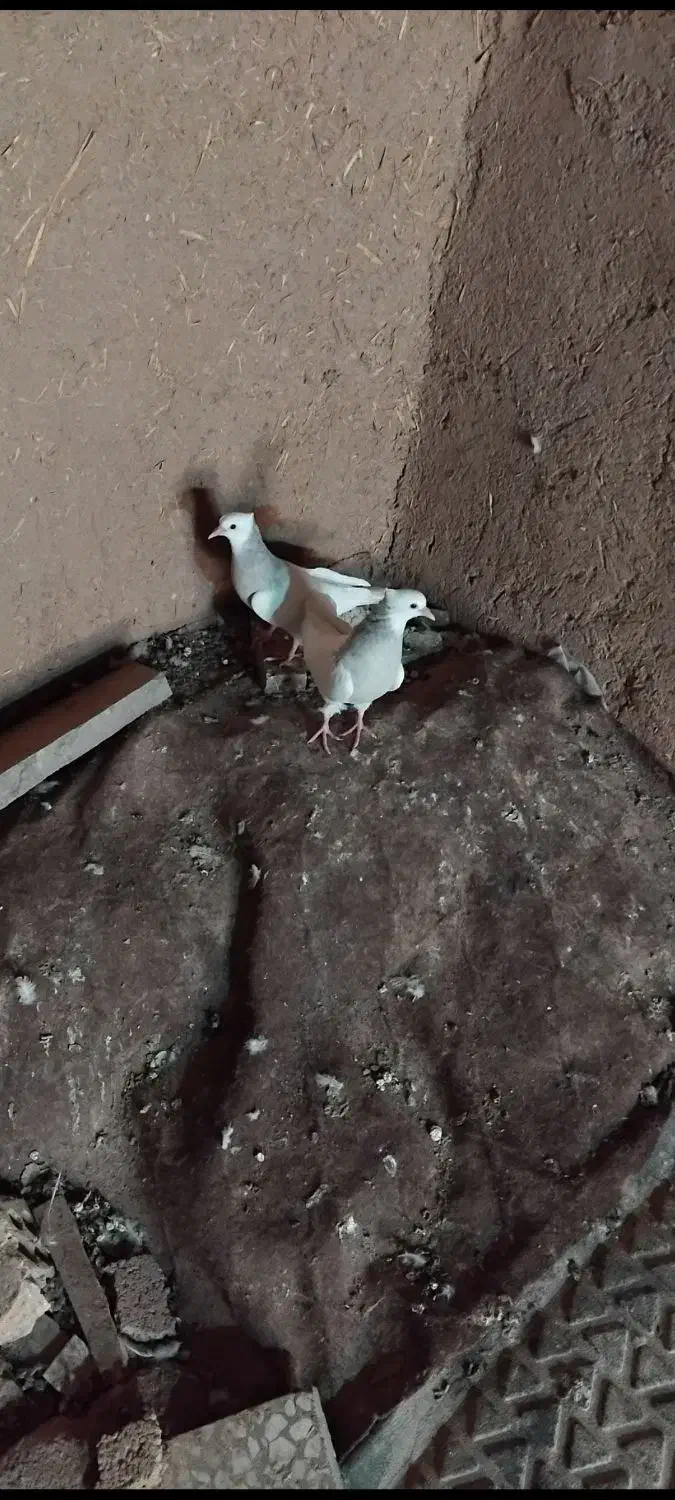 جوجه طوقی 70روز|پرنده|نجفآباد, یزدانشهر|دیوار