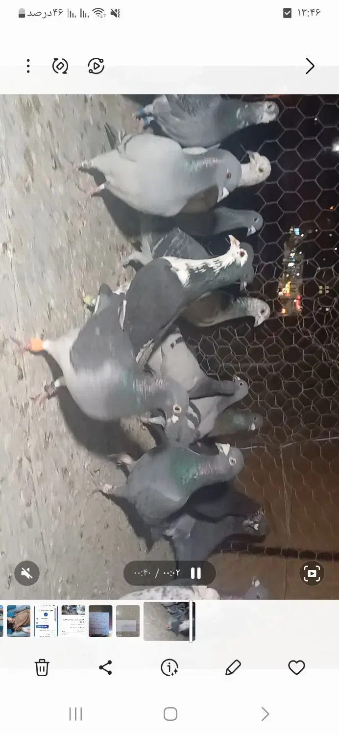 ۱۸ تا حیون یاغی شب وروز ندارن تو پرش|پرنده|شیراز, حومه شیراز|دیوار