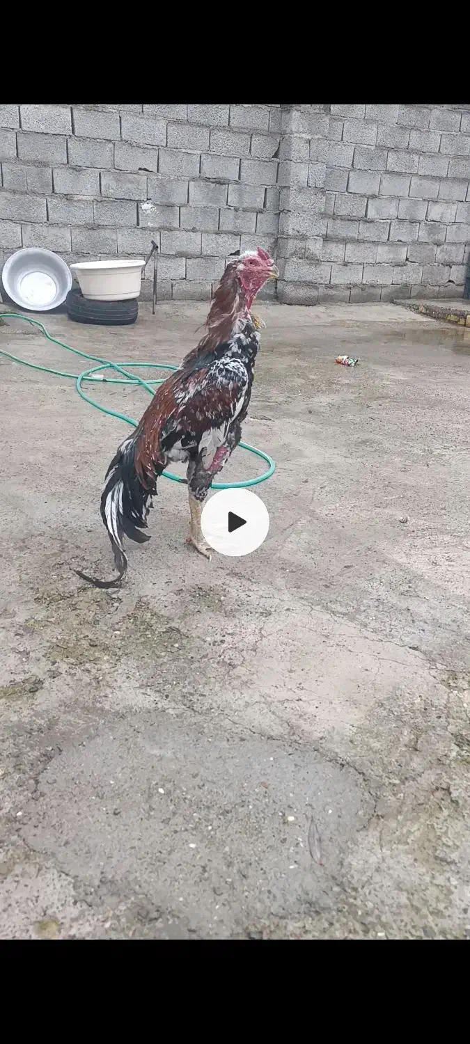 خروس لاری اصل|حیوانات مزرعه|صوفیان, |دیوار